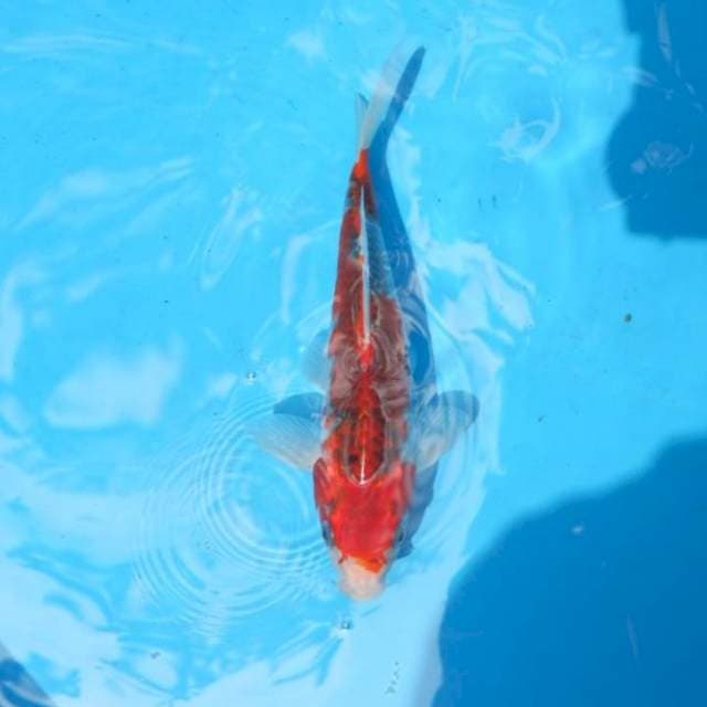 Goshiki 24 cm