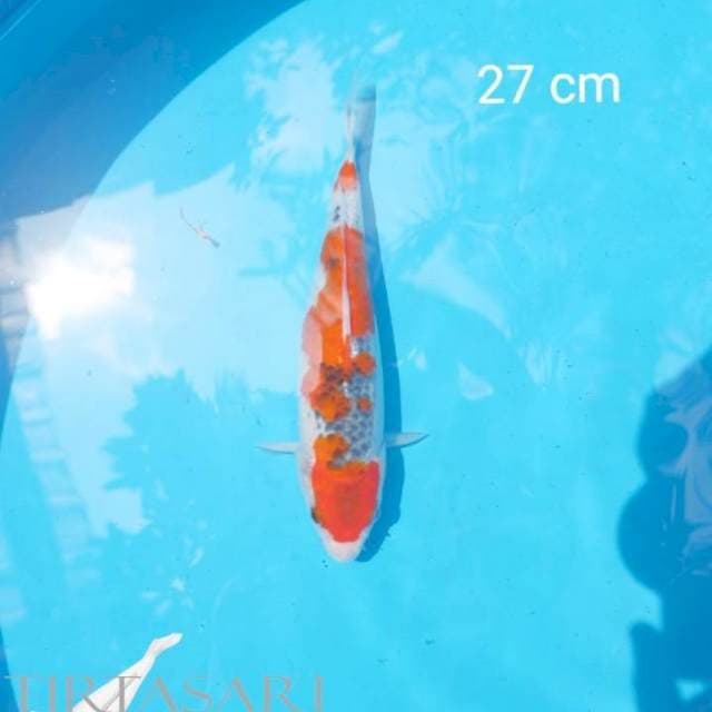 Goshiki 27 cm