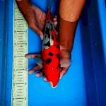 Sanke 35cm