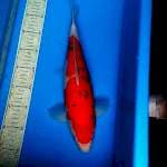 Sanke 38cm 