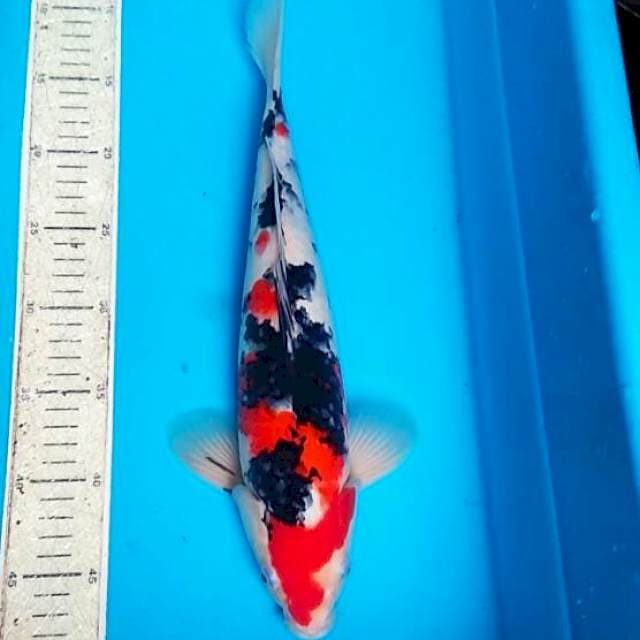 Sanke 37cm