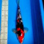 Sanke 37cm