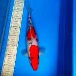 Sanke 33cm