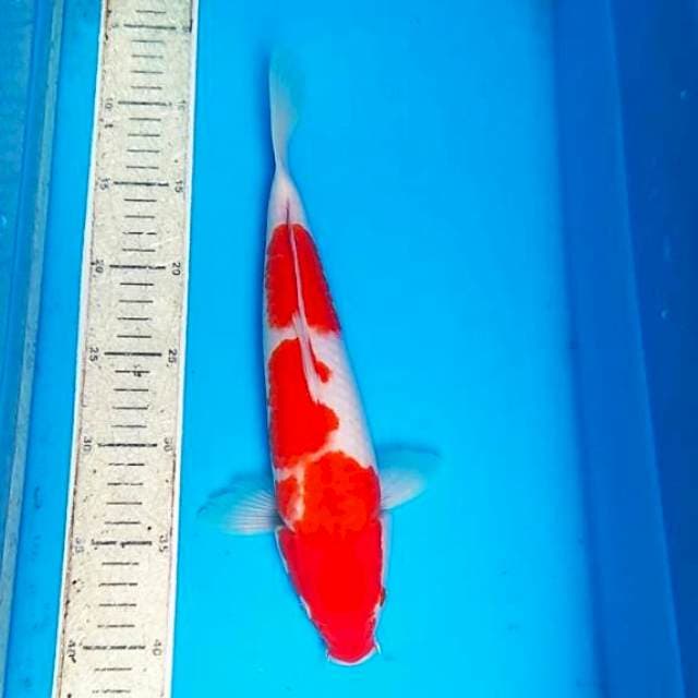Kohaku 32cm