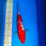 Kohaku 32cm