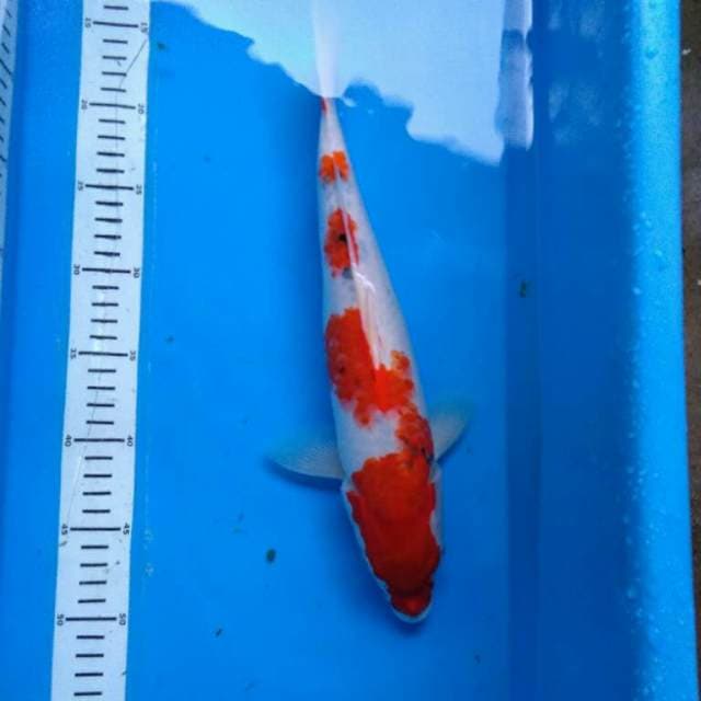 Sanke 37 cm