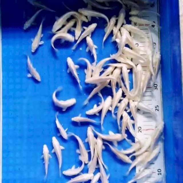 Platinum ginrin dan non ginrin 80 ekor lebih