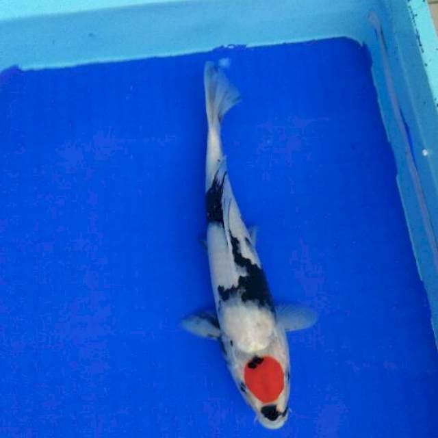 tancho showa -/+ 34cm
