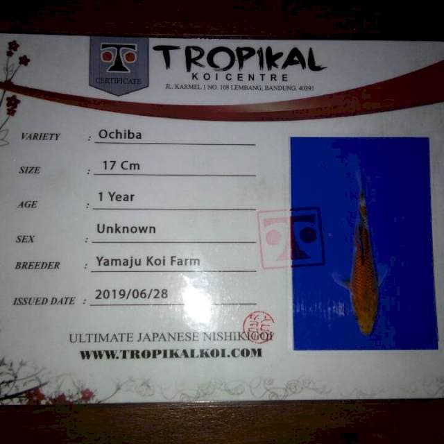Ochiba 17cm (Yamaju). Import dan Sertifikat