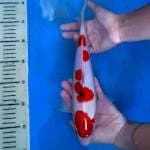 HQ Maruten Sanke 28 cm