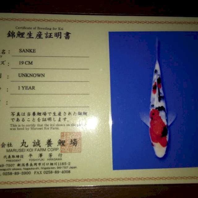 Sanke 19cm (Marusei). Import dan Sertifikat