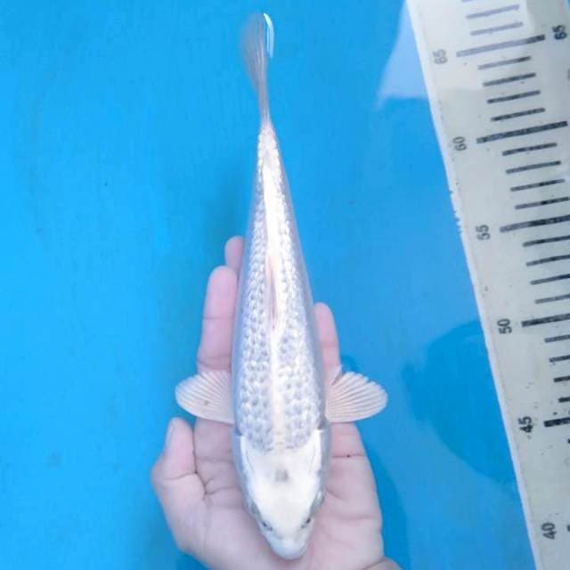 Gin Matsuba Ginrin 22 cm.