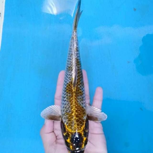 Inazuma Kin Kawarimono 23 cm