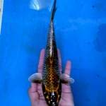 Inazuma Kin Kawarimono 23 cm