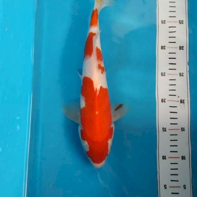 kohaku 31 cm
