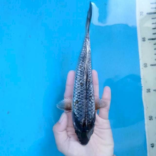 Silver Kawarimono Ginrin 20 cm.