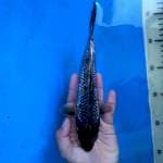 Silver Kawarimono Ginrin 20 cm.