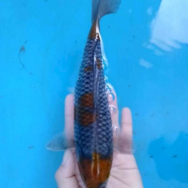 Sandan Ochiba Shigure 22 cm.