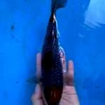 Sandan Ochiba Shigure 22 cm.
