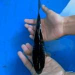Black Nidan Ochiba 22 cm.