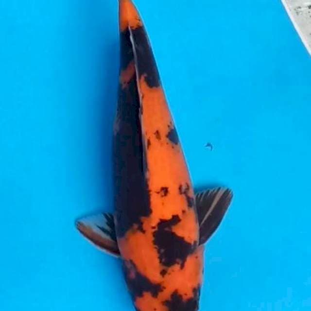 Hi utsuri