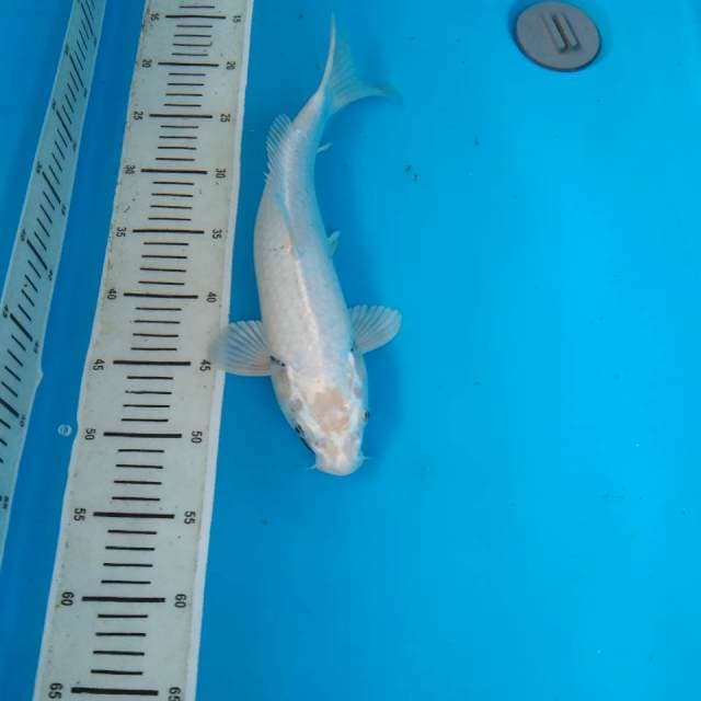 KUJAKU KUMON ALI 36CM FEMALE