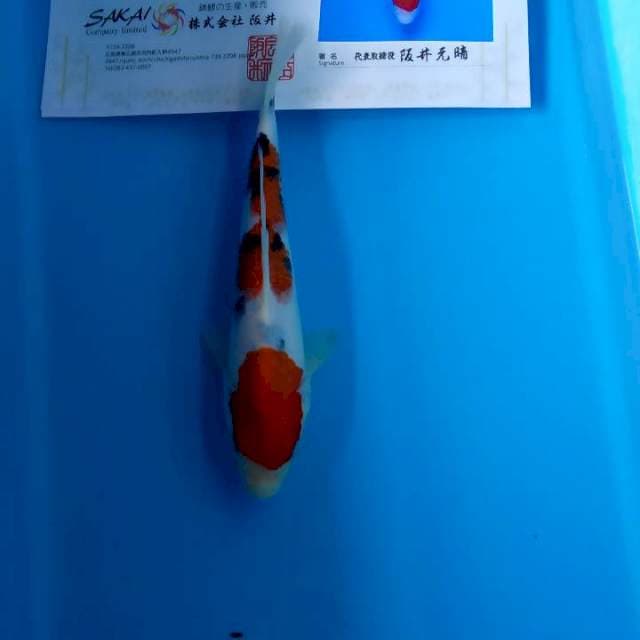Sanke import serti
