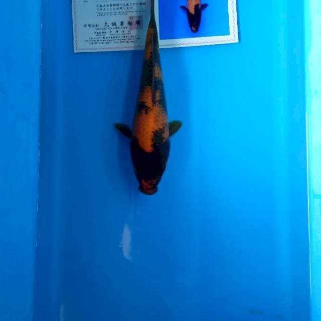 Hiutsuri marusei