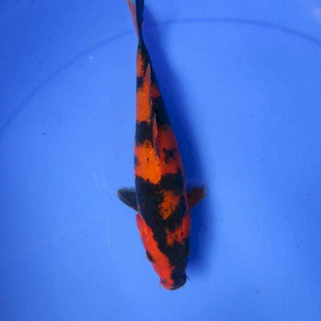 Tamasaba utsuri 20up