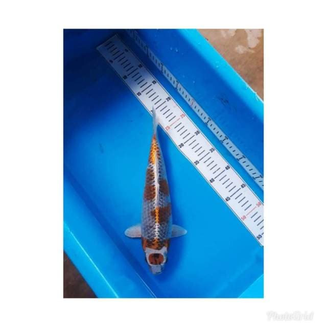 F. MARUTEN KUJAKU 35CM
