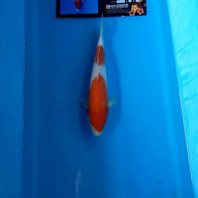 Kohaku import serti