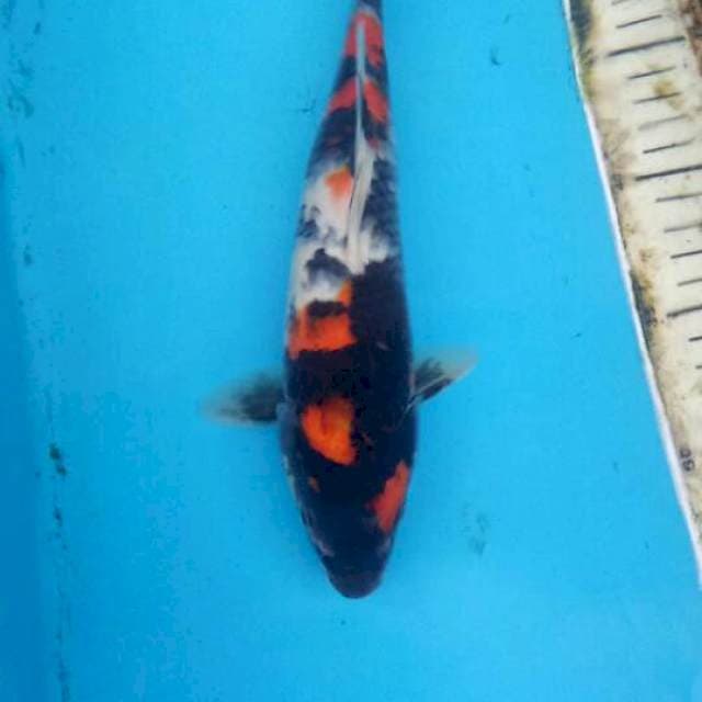SHOWA 25 CM