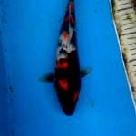 SHOWA 25 CM