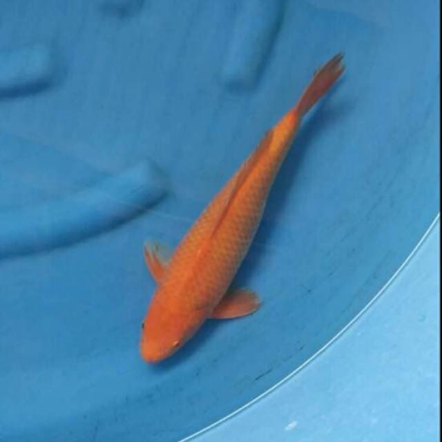 Karasi golden lion f1 male 35cm