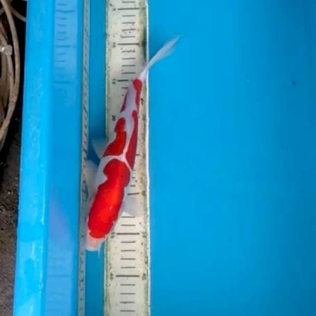 Kohaku Doitsu male 30cm