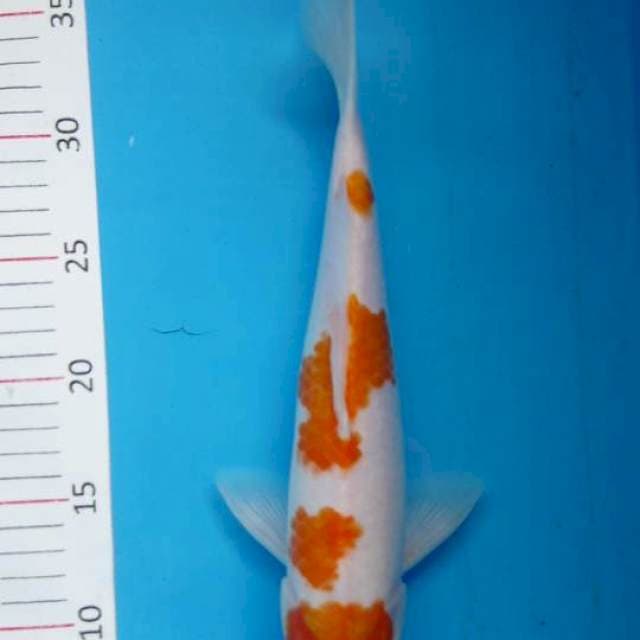 Kohaku