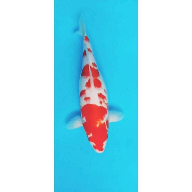 Red Kohaku Body Joss