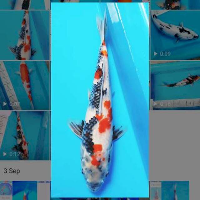 Kindai Showa tategoi