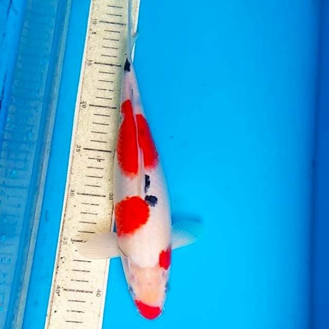 Sanke 32cm