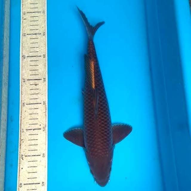 Cagoi Tembaga 35cm