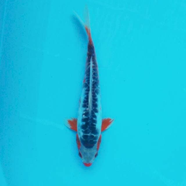 A. 25cm Shusui Kucibeni