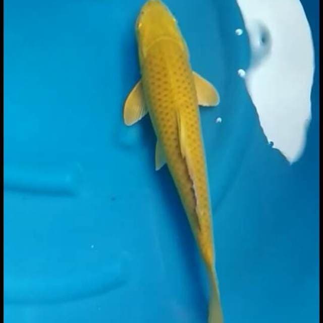 Midorigoi F1 bersih 45cm male 