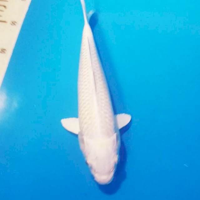 27cm bulky