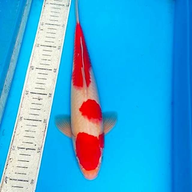 Kohaku 35cm