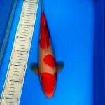 Kohaku 35cm