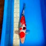 Sanke 35cm