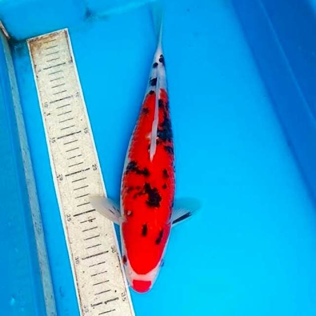 Sanke 33cm
