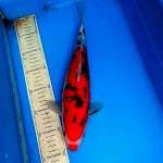 Sanke 33cm