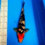 T sanke 34cm 