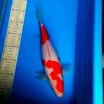 Kohaku 32cm